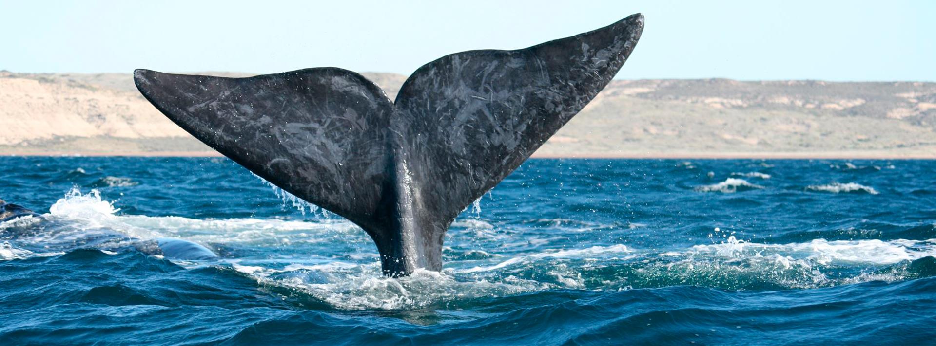 Puerto Madryn