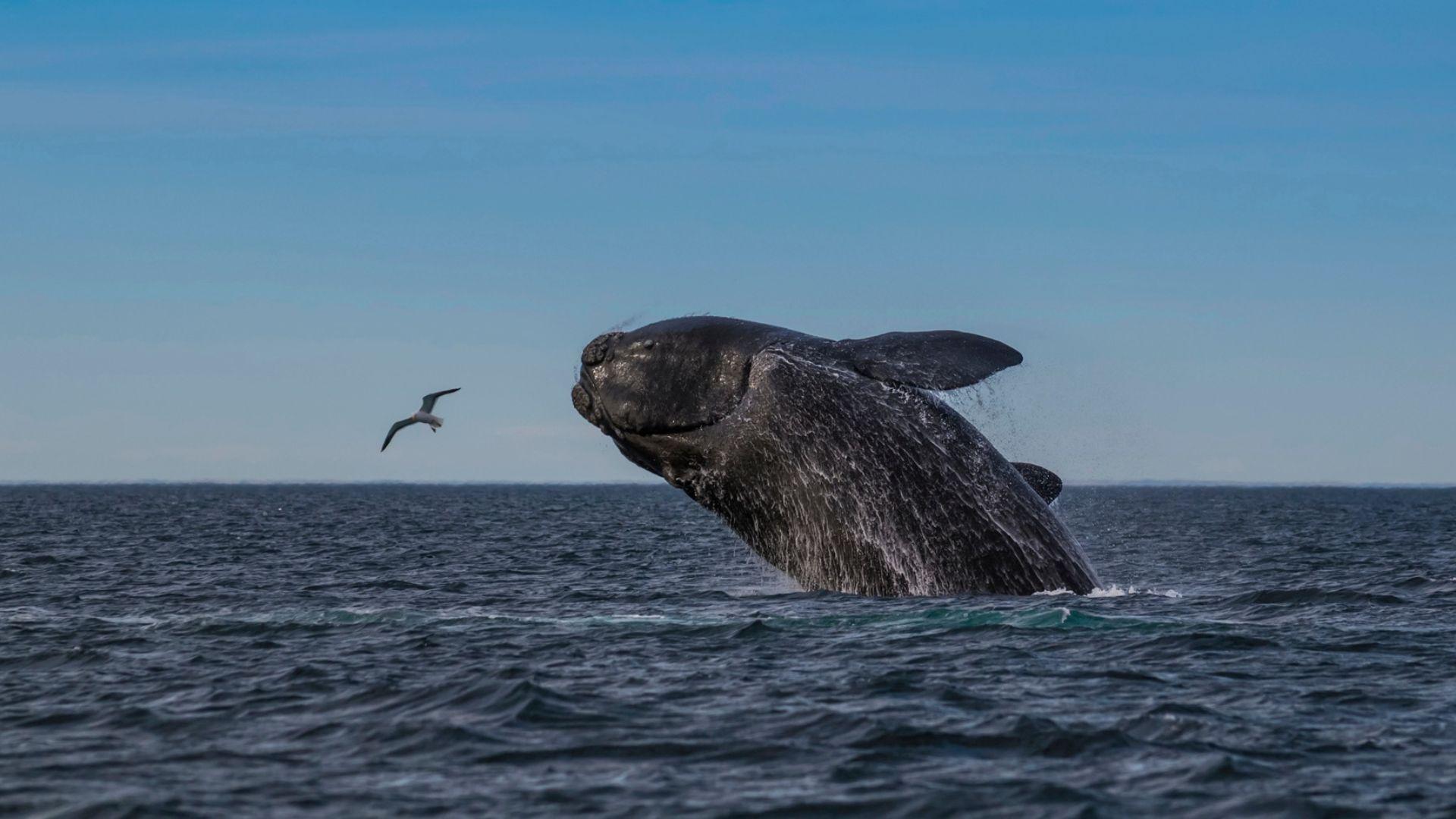 Ballena franca austral en puerto madryn