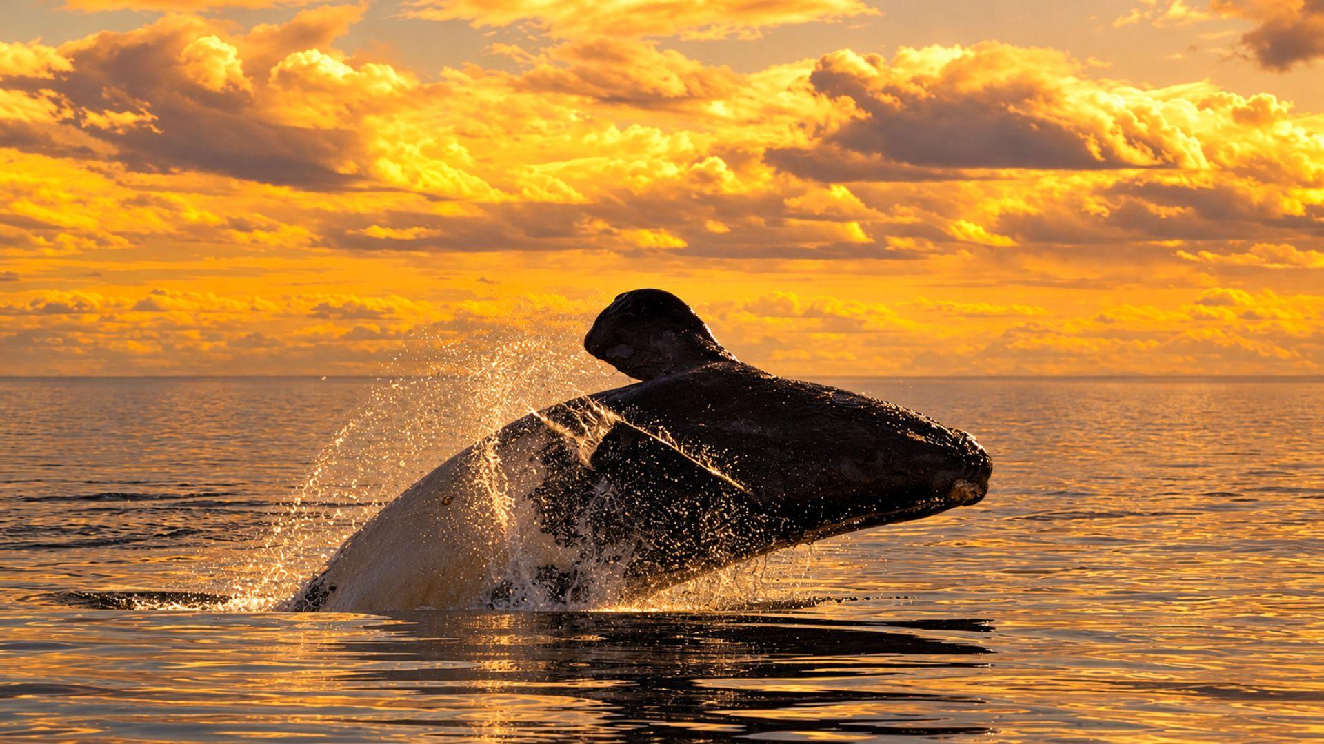 ballena franca austral en puerto madryn al atardecer