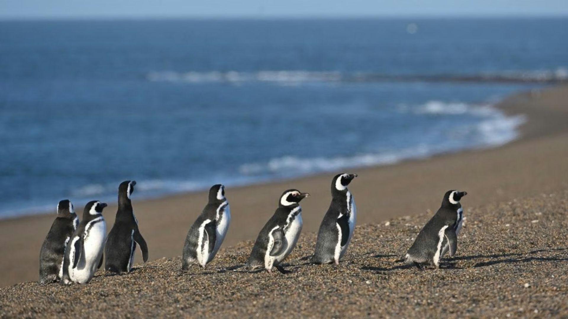pinguinos en fila en la reserva punta tombo en chubut